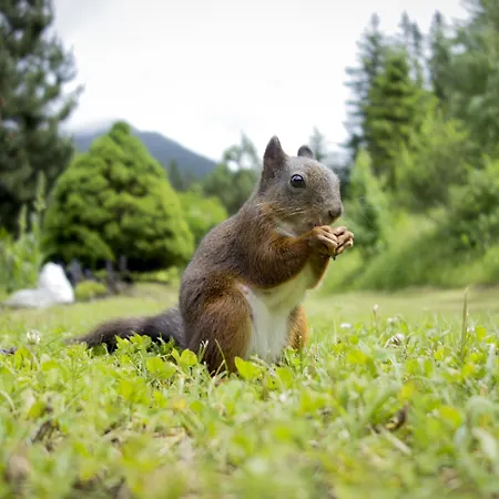 Waldblick By Interhome * זיפלד אין טירול