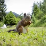 Waldblick By Interhome * Seefeld in Tirol