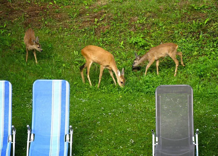 Apartment Waldblick By Interhome *